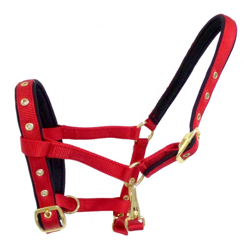 Nylon Halter-foal-3